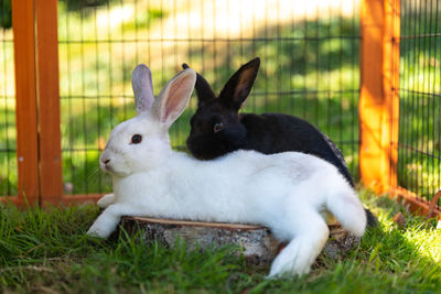 Black and white rabbit grooming and relaxing in an outdoor hutch.