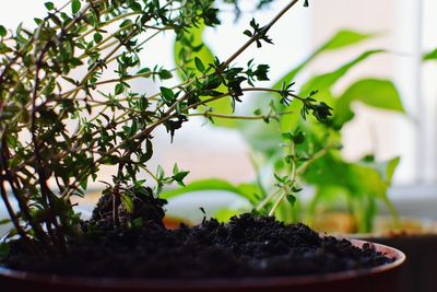 Close-up of plant against blurred background