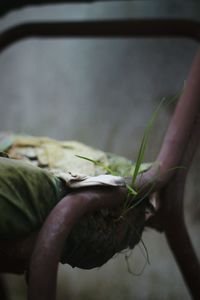 Close-up of hand holding crab