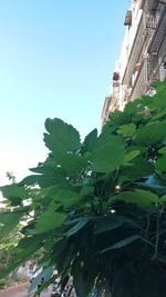 Scenic view of tree against clear blue sky