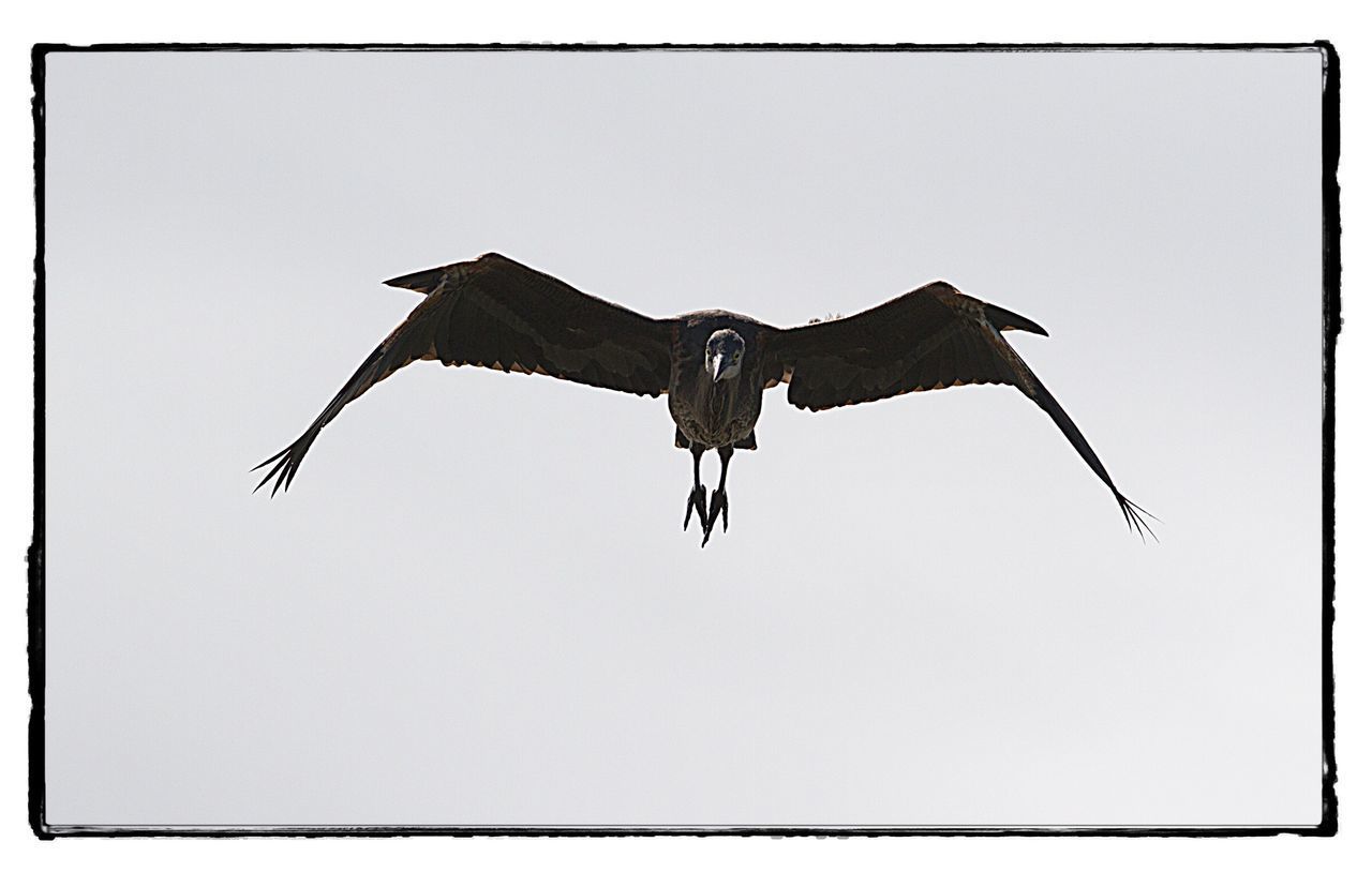 LOW ANGLE VIEW OF BIRD FLYING IN THE SKY