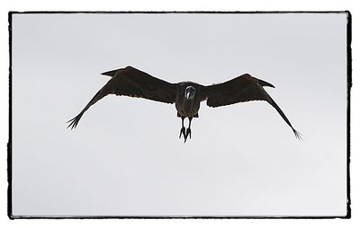 Low angle view of a bird flying