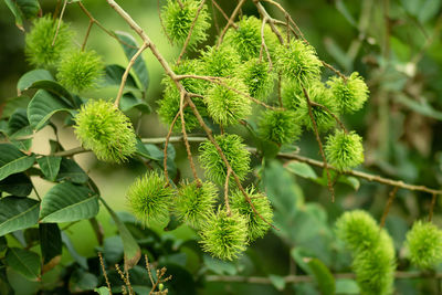 Close-up of green plant