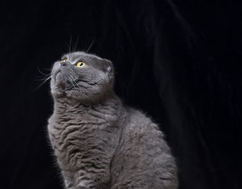 Cat looking up against black background