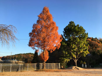 Autumn trees against clear blue sky