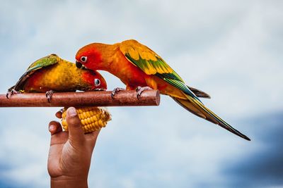 Cropped hand of man holding wood with parrots against sky