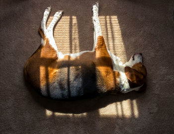 High angle view of cat resting