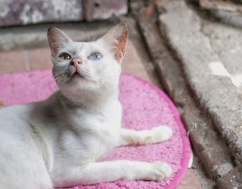 Portrait of kitten sitting