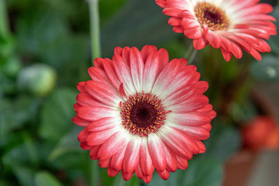 Close-up of pink daisy