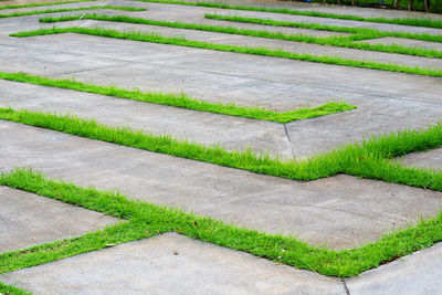 grass