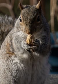 Close-up of squirrel