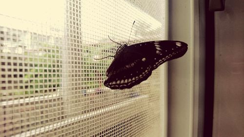 Close-up of butterfly on leaf