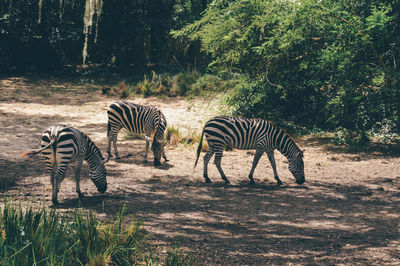 Zebra standing by tree