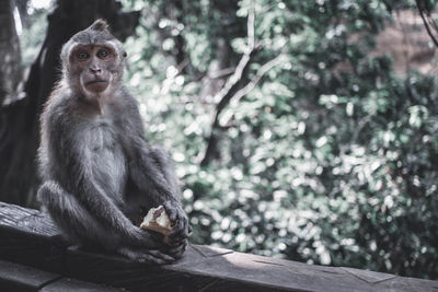 Monkey looking away and eating while sitting on tree