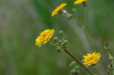 Close-up of flowering plant