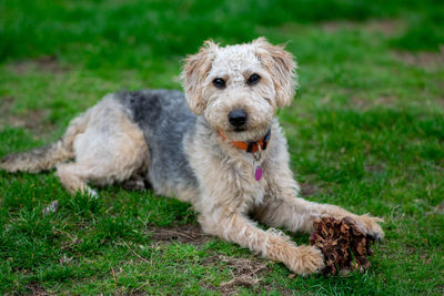 Portrait of dog relaxing on field