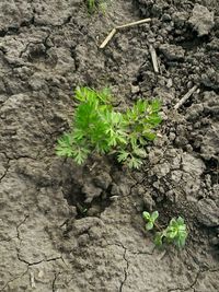 Close-up of plants