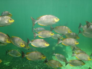 Close-up of fish swimming in sea