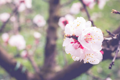 Close-up of pink flowers