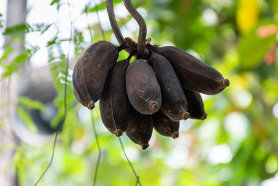 Close-up of fruit growing on tree