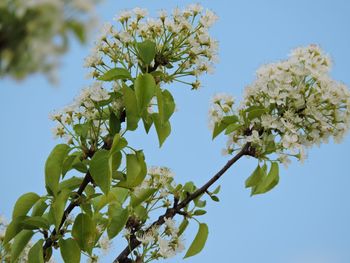 Low angle view of flowering tree against clear sky