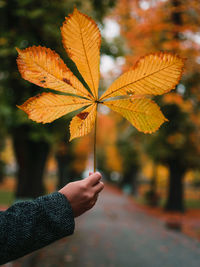 Close-up of person holding maple leaf