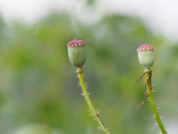 Close-up of buds growing on plant