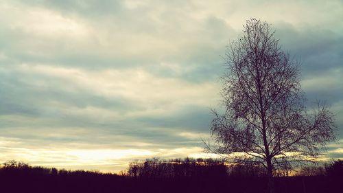 Low angle view of trees against cloudy sky