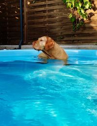 Dog relaxing in swimming pool