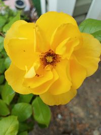 Close-up of insect on yellow flower