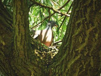 Bird perching on a tree