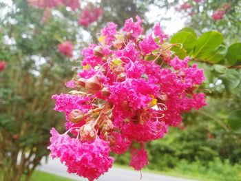 Close-up of pink flowers