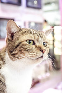 Close-up portrait of cat