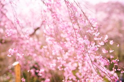 Close-up of pink cherry blossom tree