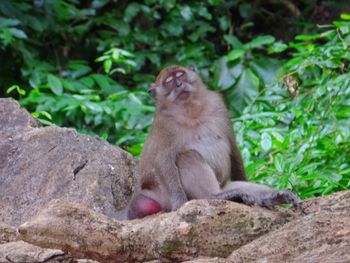 Close-up of monkey sitting on stone wall