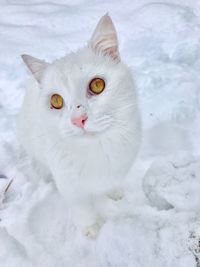 Portrait of white cat on snow
