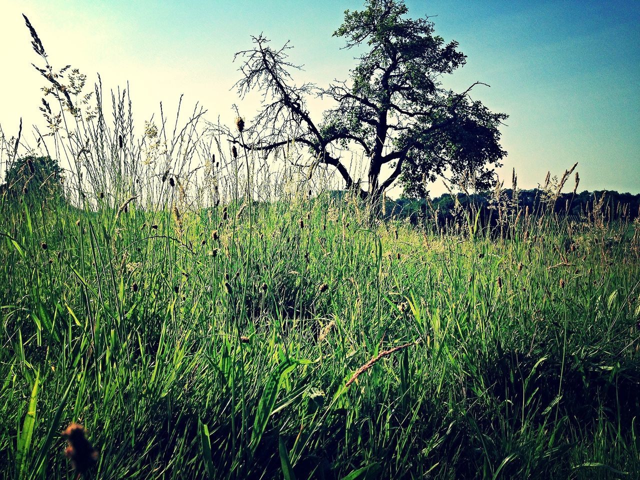 grass, field, growth, grassy, clear sky, plant, tranquility, nature, landscape, tranquil scene, beauty in nature, green color, sky, meadow, rural scene, scenics, blue, growing, sunlight, agriculture