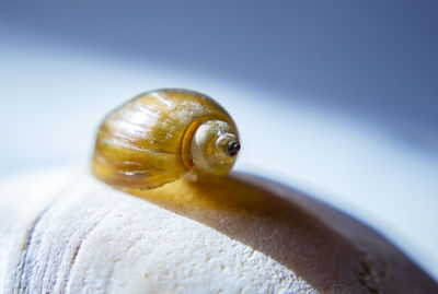 Close-up of snail