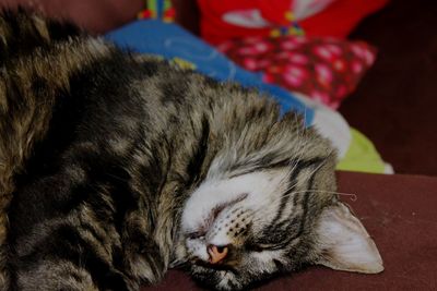 Close-up of cat sleeping