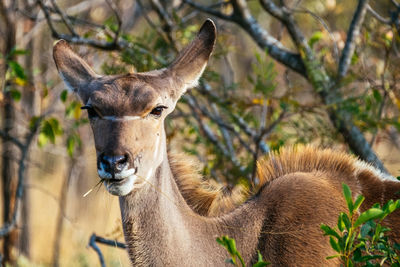 Close-up of kudu by trees at forest