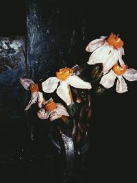 Close-up of wet flowers against black background