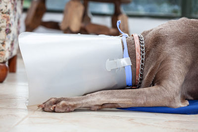 Weimaraner dog wearing a plastic elizabethan  buster  collar at home