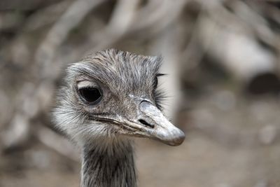 Close-up of ostrich chick looking away