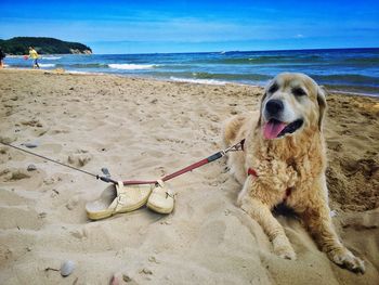Dog on beach against sky