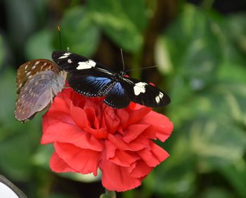 Close-up of butterfly pollinating on flower