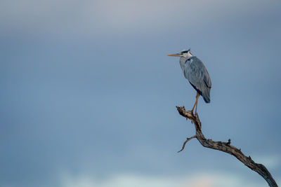 Grey heron on