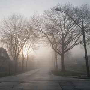 Road by bare trees in foggy weather