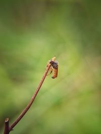 Close-up of insect on plant