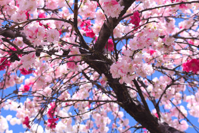 Low angle view of cherry blossoms