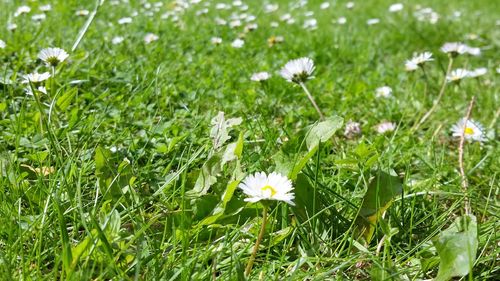 Close-up of white daisy flowers in garden